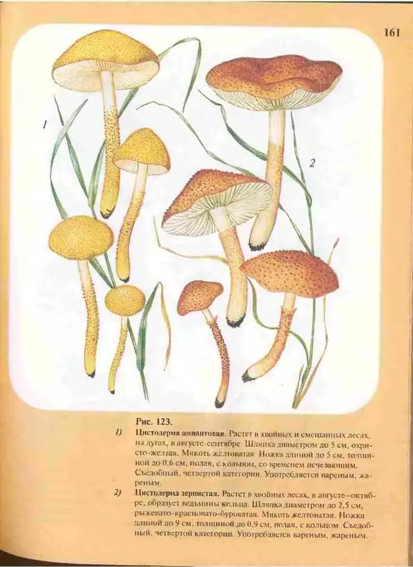 КулЛиб. А. В. Юдин - Большой определитель грибов. Страница № 161