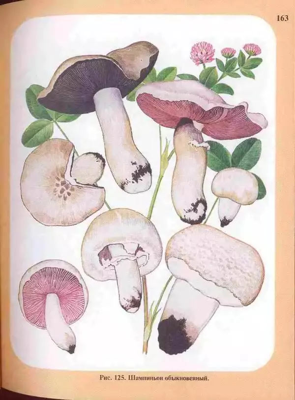 КулЛиб. А. В. Юдин - Большой определитель грибов. Страница № 163