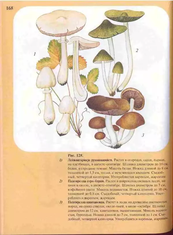 КулЛиб. А. В. Юдин - Большой определитель грибов. Страница № 168