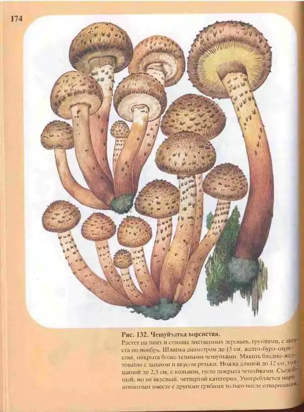 КулЛиб. А. В. Юдин - Большой определитель грибов. Страница № 174