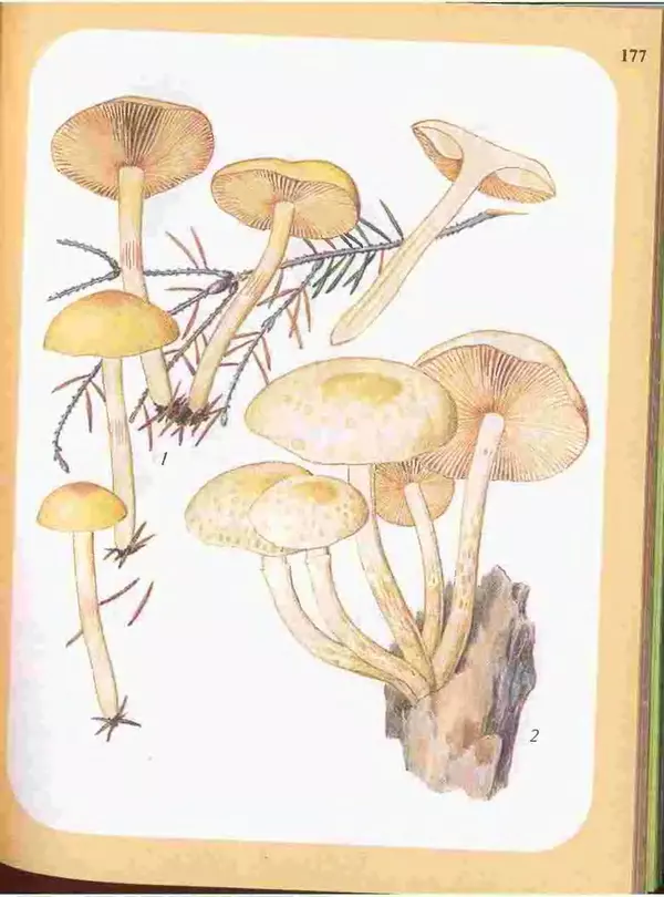 КулЛиб. А. В. Юдин - Большой определитель грибов. Страница № 177