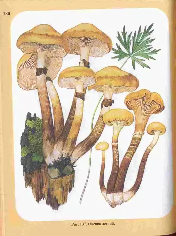 КулЛиб. А. В. Юдин - Большой определитель грибов. Страница № 180