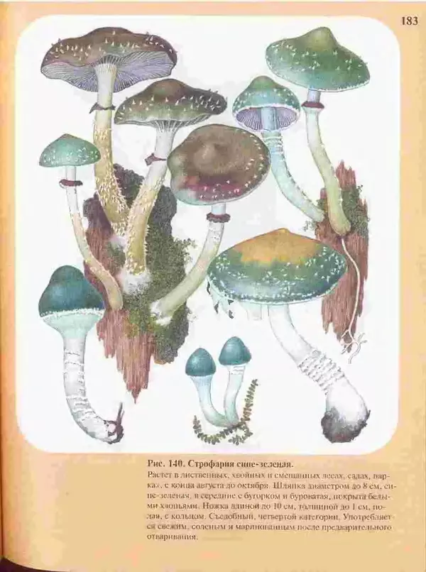 КулЛиб. А. В. Юдин - Большой определитель грибов. Страница № 183