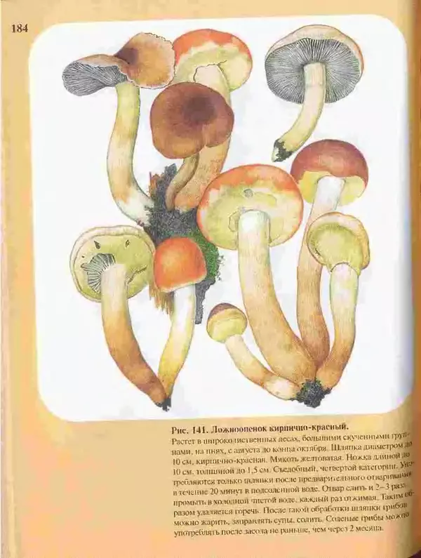 КулЛиб. А. В. Юдин - Большой определитель грибов. Страница № 184
