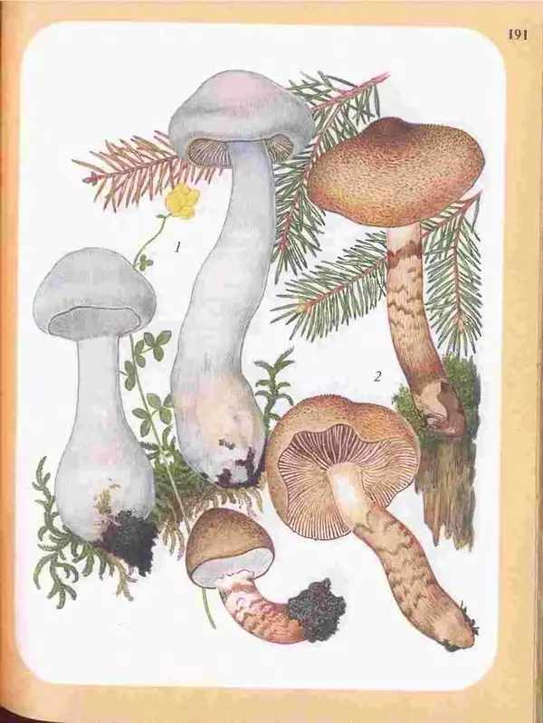 КулЛиб. А. В. Юдин - Большой определитель грибов. Страница № 191