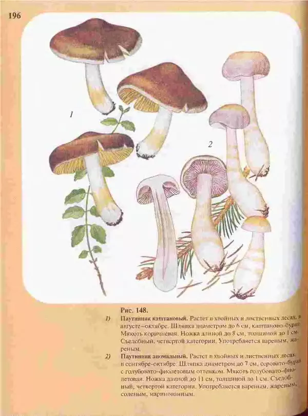 КулЛиб. А. В. Юдин - Большой определитель грибов. Страница № 196