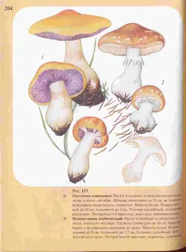 КулЛиб. А. В. Юдин - Большой определитель грибов. Страница № 204