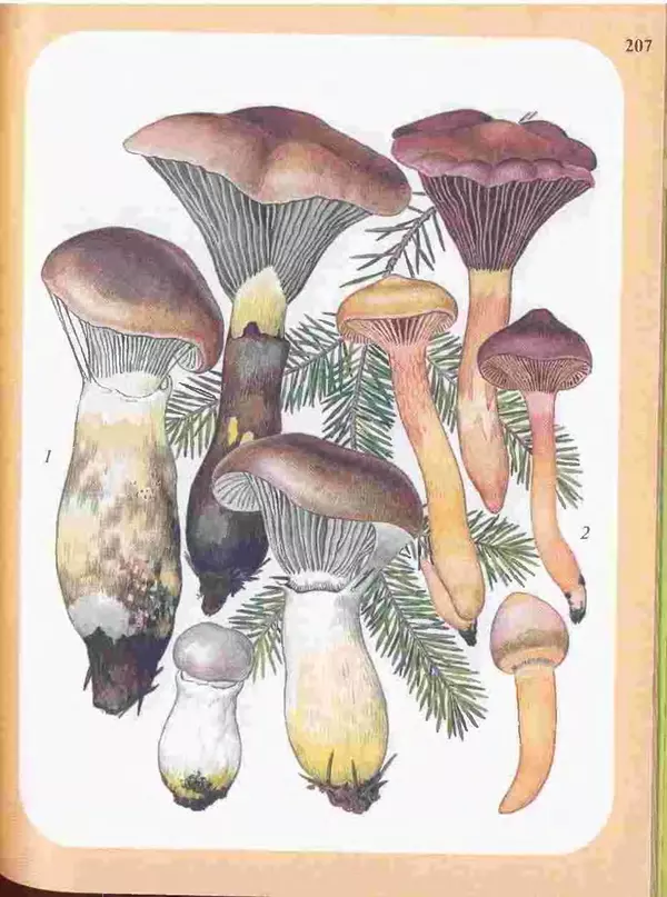 КулЛиб. А. В. Юдин - Большой определитель грибов. Страница № 207