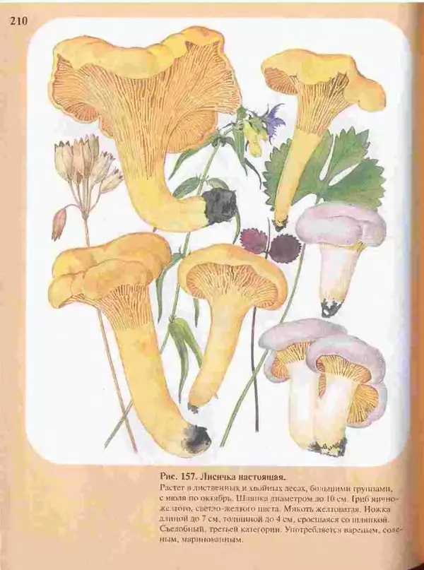 КулЛиб. А. В. Юдин - Большой определитель грибов. Страница № 210