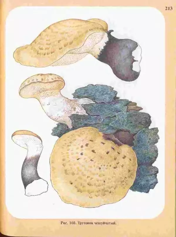 КулЛиб. А. В. Юдин - Большой определитель грибов. Страница № 213