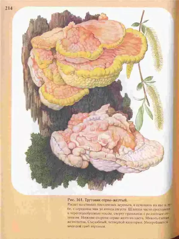 КулЛиб. А. В. Юдин - Большой определитель грибов. Страница № 214