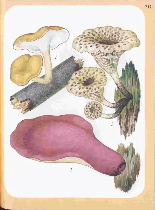 КулЛиб. А. В. Юдин - Большой определитель грибов. Страница № 217