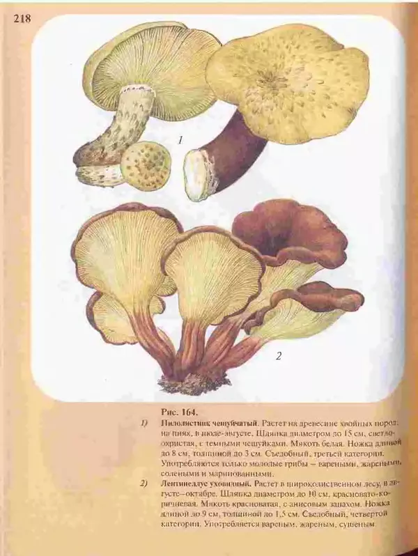 КулЛиб. А. В. Юдин - Большой определитель грибов. Страница № 218