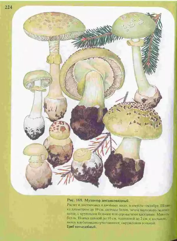 КулЛиб. А. В. Юдин - Большой определитель грибов. Страница № 224
