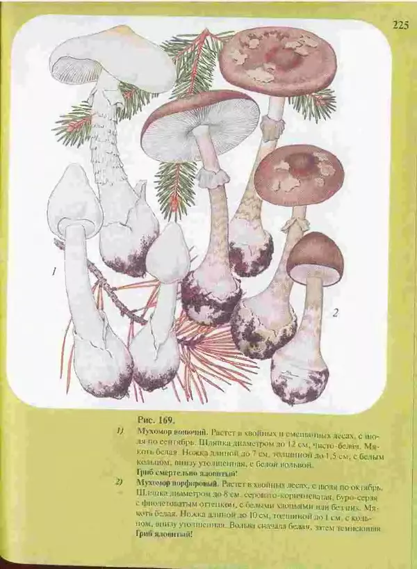 КулЛиб. А. В. Юдин - Большой определитель грибов. Страница № 225