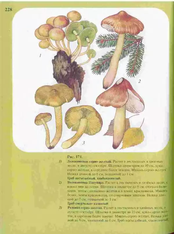 КулЛиб. А. В. Юдин - Большой определитель грибов. Страница № 228