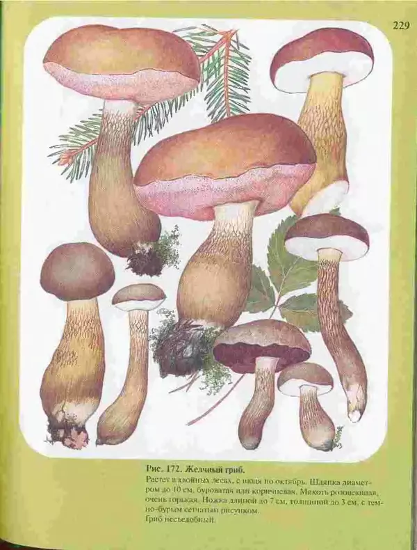 КулЛиб. А. В. Юдин - Большой определитель грибов. Страница № 229