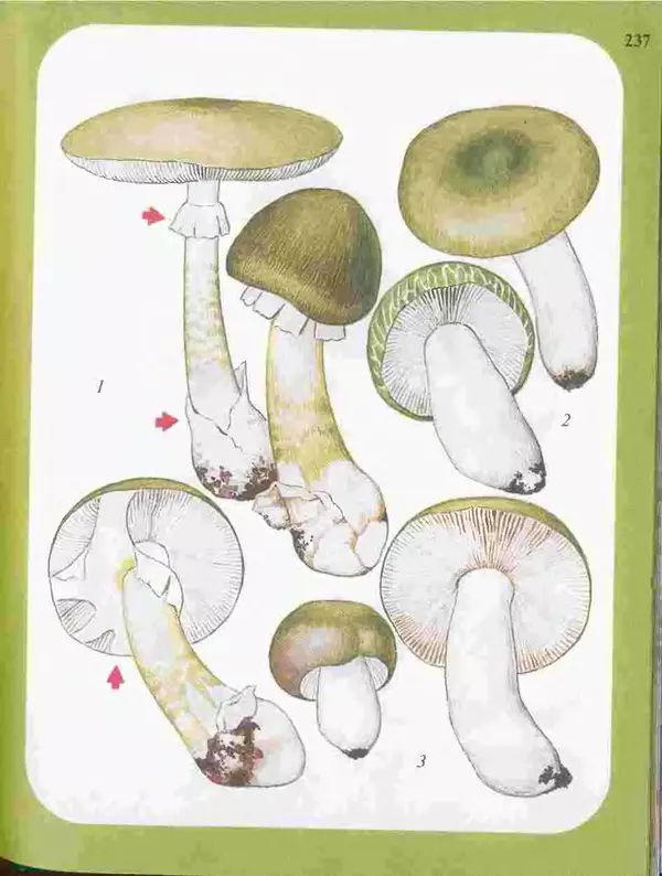 КулЛиб. А. В. Юдин - Большой определитель грибов. Страница № 237