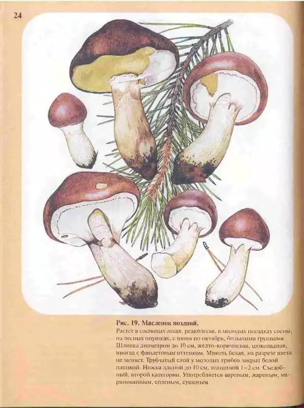 КулЛиб. А. В. Юдин - Большой определитель грибов. Страница № 24