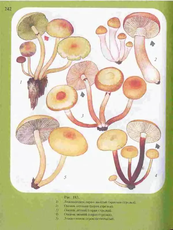 КулЛиб. А. В. Юдин - Большой определитель грибов. Страница № 242