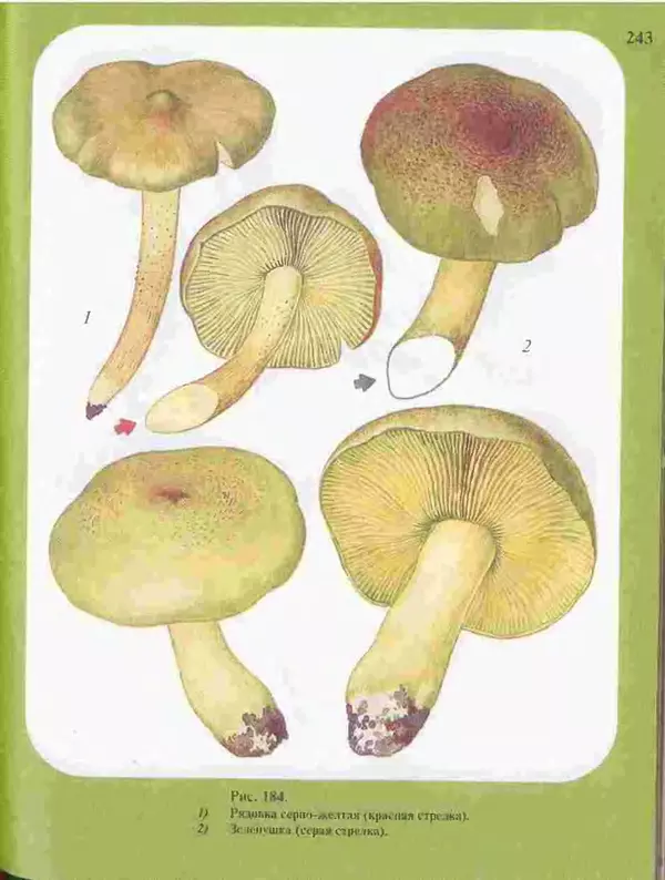 КулЛиб. А. В. Юдин - Большой определитель грибов. Страница № 243