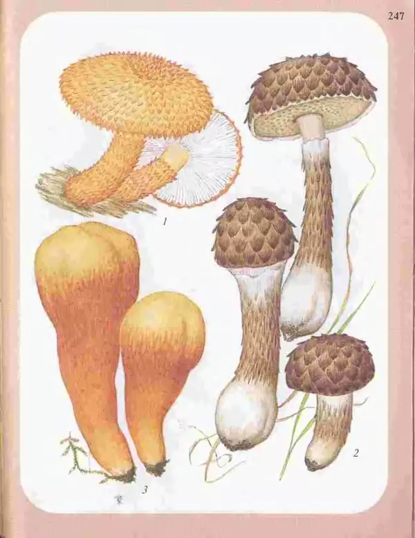 КулЛиб. А. В. Юдин - Большой определитель грибов. Страница № 247