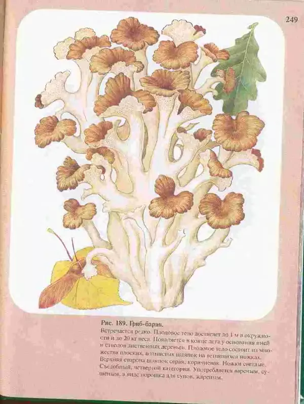 КулЛиб. А. В. Юдин - Большой определитель грибов. Страница № 249