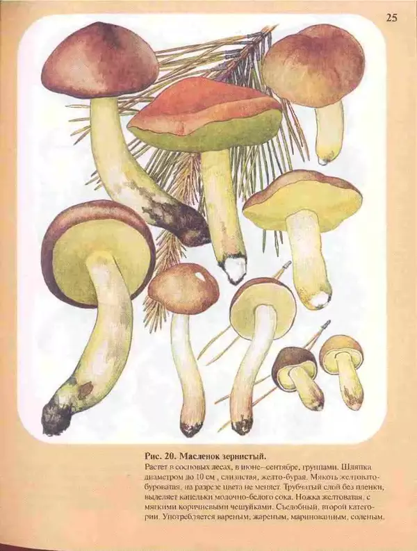 КулЛиб. А. В. Юдин - Большой определитель грибов. Страница № 25