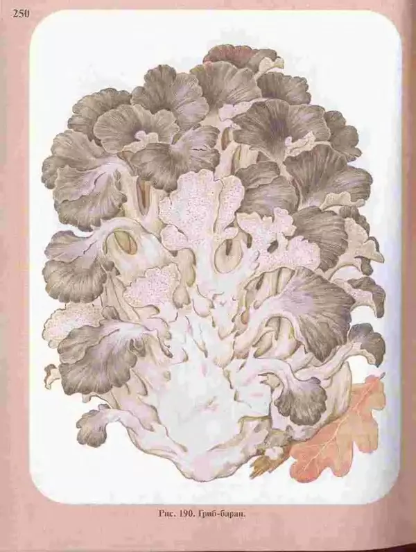 КулЛиб. А. В. Юдин - Большой определитель грибов. Страница № 250