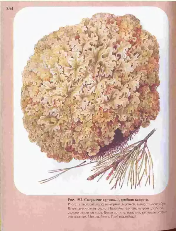 КулЛиб. А. В. Юдин - Большой определитель грибов. Страница № 254