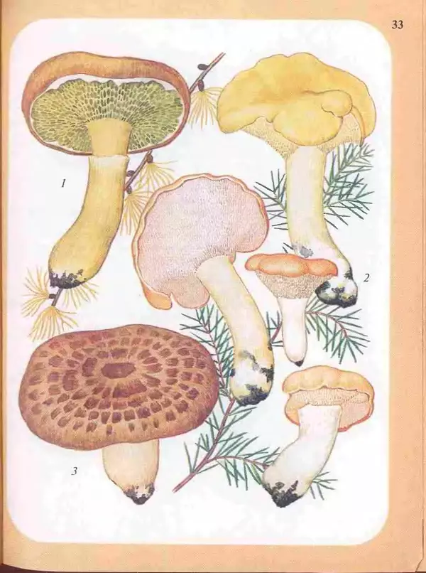 КулЛиб. А. В. Юдин - Большой определитель грибов. Страница № 33