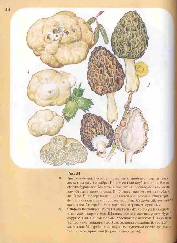 КулЛиб. А. В. Юдин - Большой определитель грибов. Страница № 44