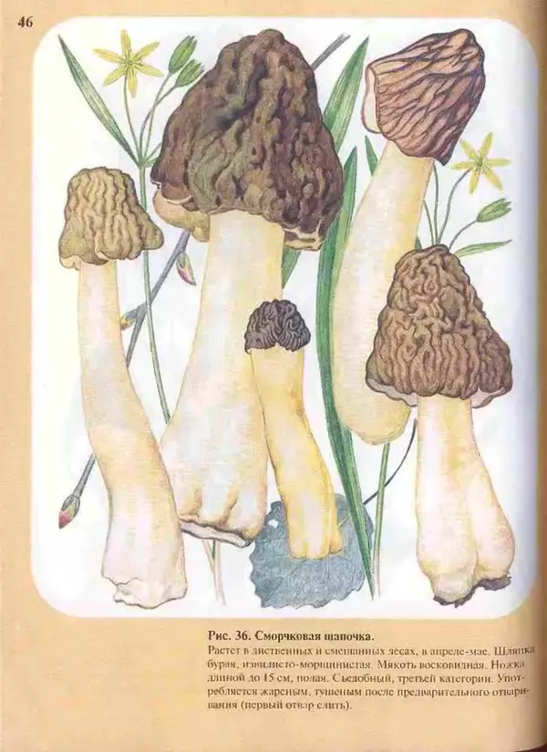 КулЛиб. А. В. Юдин - Большой определитель грибов. Страница № 46