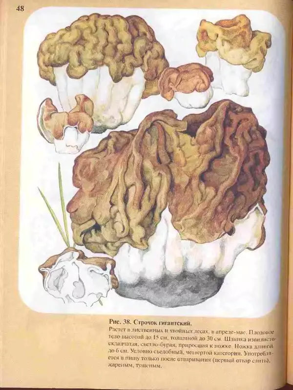 КулЛиб. А. В. Юдин - Большой определитель грибов. Страница № 48