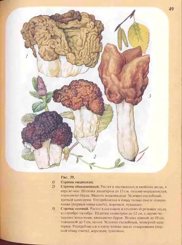 КулЛиб. А. В. Юдин - Большой определитель грибов. Страница № 49