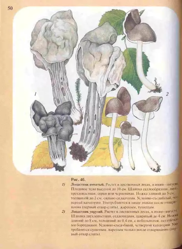 КулЛиб. А. В. Юдин - Большой определитель грибов. Страница № 50