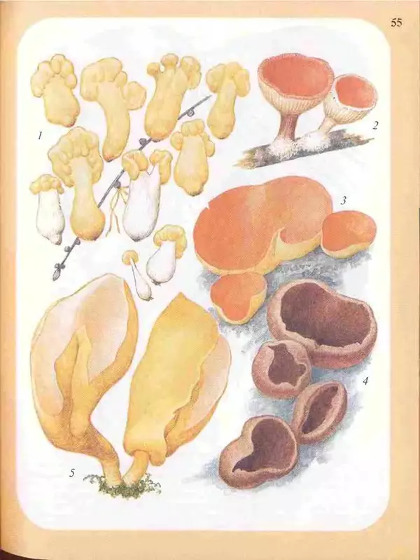 КулЛиб. А. В. Юдин - Большой определитель грибов. Страница № 55