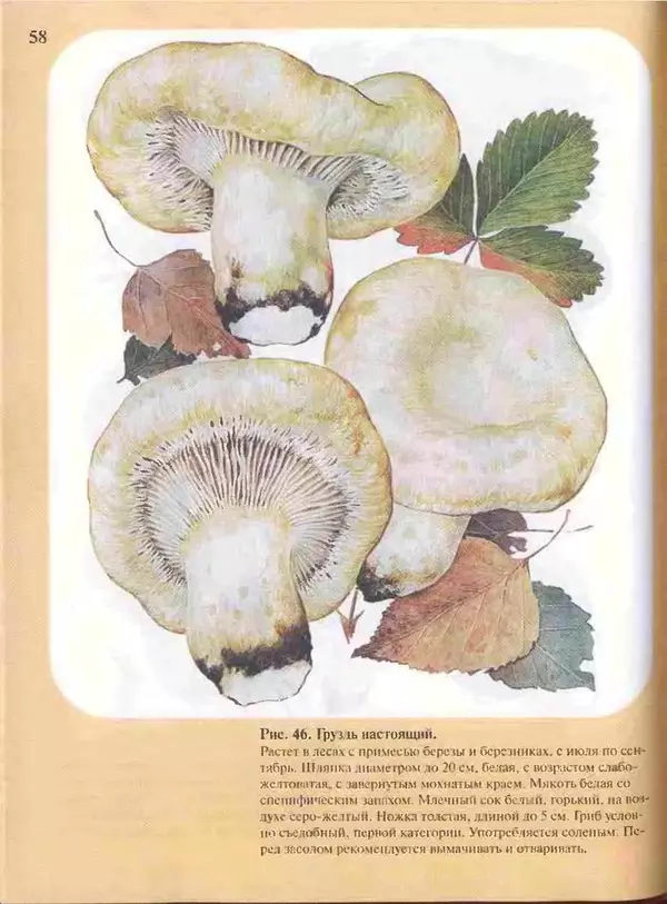 КулЛиб. А. В. Юдин - Большой определитель грибов. Страница № 58