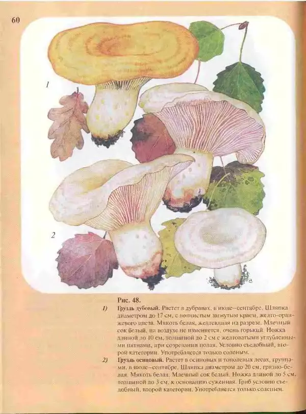 КулЛиб. А. В. Юдин - Большой определитель грибов. Страница № 60