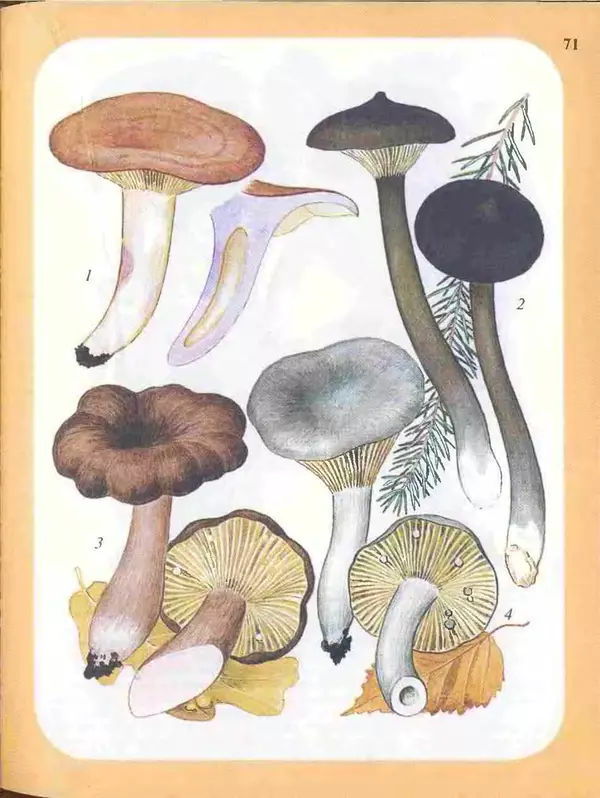 КулЛиб. А. В. Юдин - Большой определитель грибов. Страница № 71