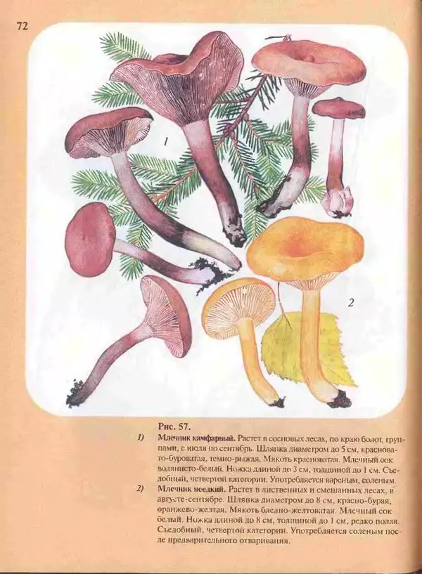 КулЛиб. А. В. Юдин - Большой определитель грибов. Страница № 72
