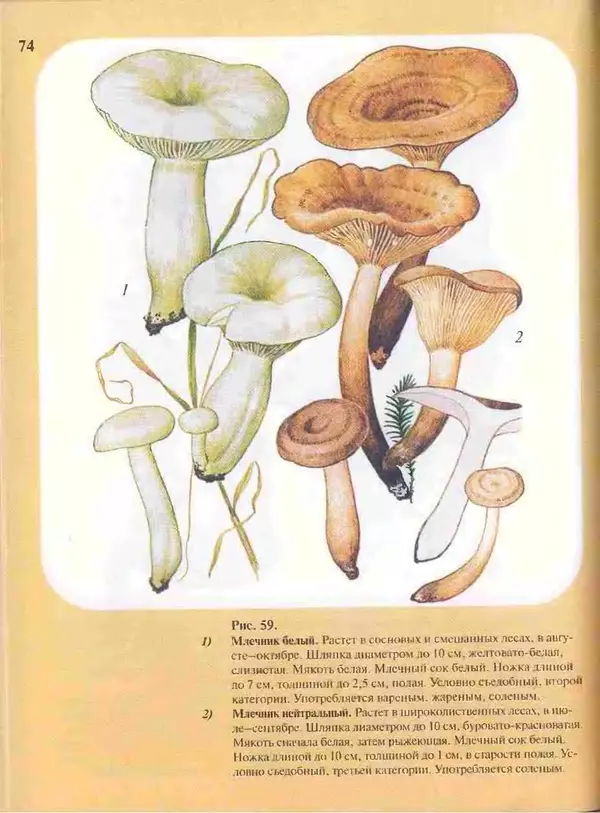 КулЛиб. А. В. Юдин - Большой определитель грибов. Страница № 74