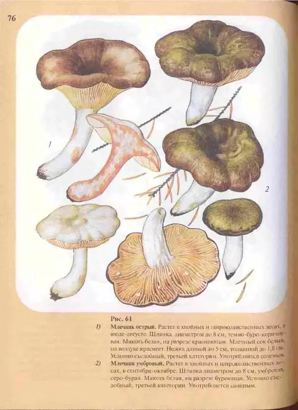 КулЛиб. А. В. Юдин - Большой определитель грибов. Страница № 76