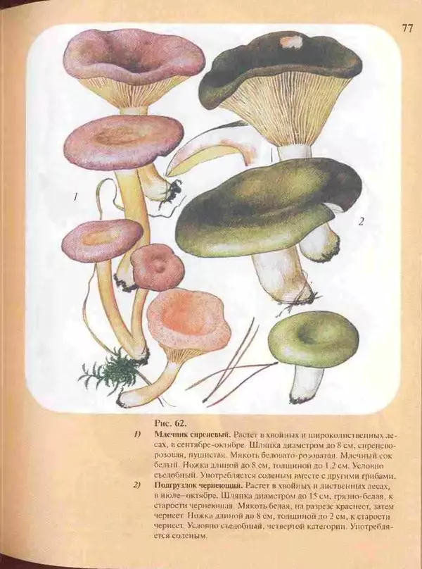 КулЛиб. А. В. Юдин - Большой определитель грибов. Страница № 77