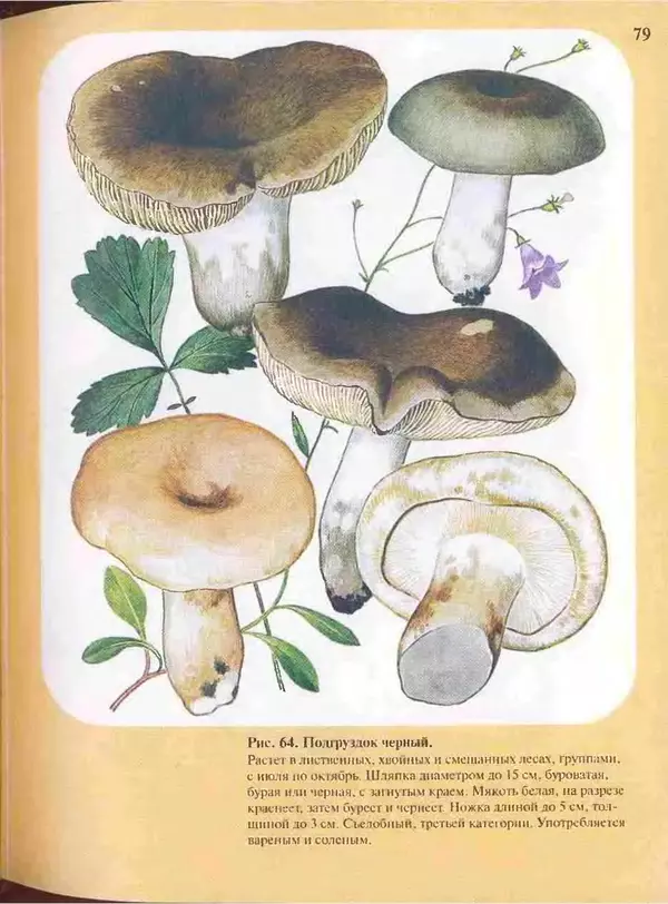 КулЛиб. А. В. Юдин - Большой определитель грибов. Страница № 79