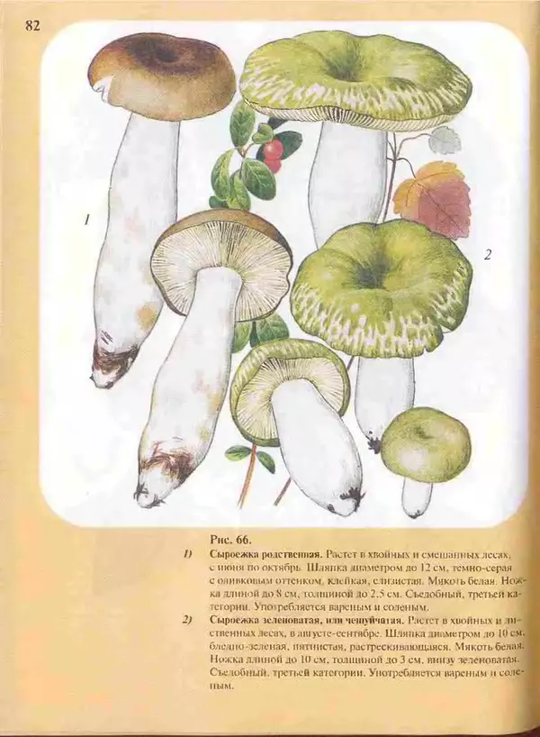 КулЛиб. А. В. Юдин - Большой определитель грибов. Страница № 82