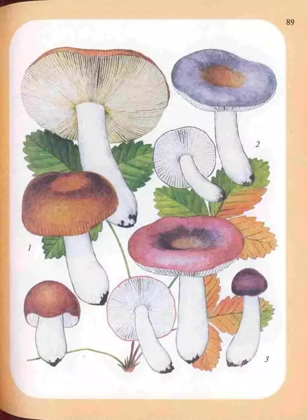 КулЛиб. А. В. Юдин - Большой определитель грибов. Страница № 89