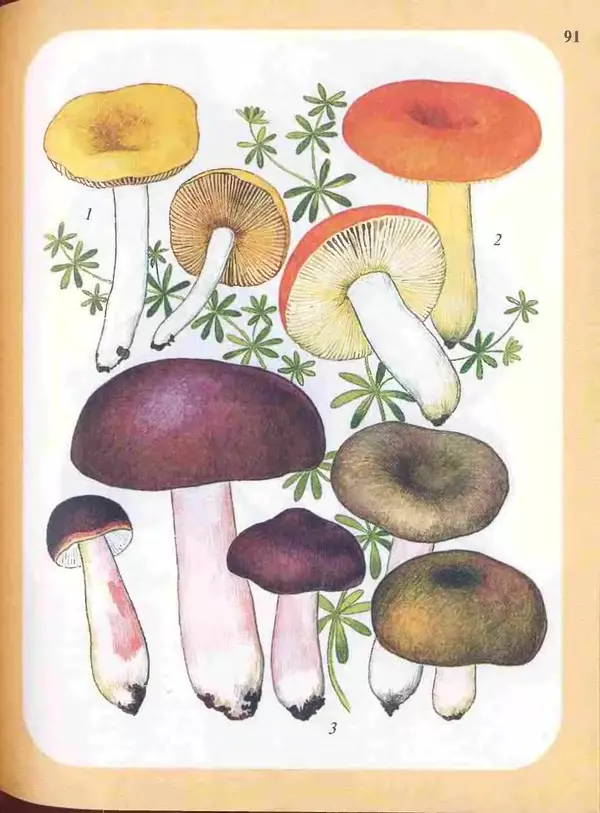 КулЛиб. А. В. Юдин - Большой определитель грибов. Страница № 91