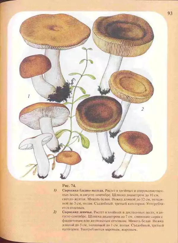 КулЛиб. А. В. Юдин - Большой определитель грибов. Страница № 93
