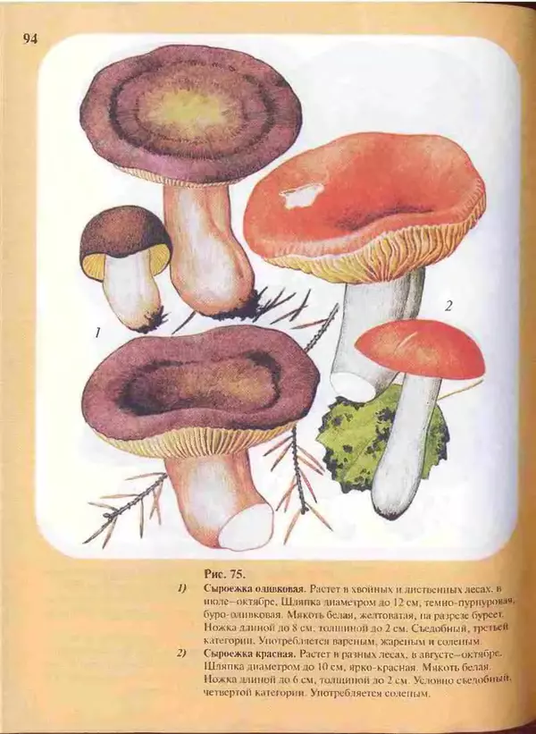 КулЛиб. А. В. Юдин - Большой определитель грибов. Страница № 94